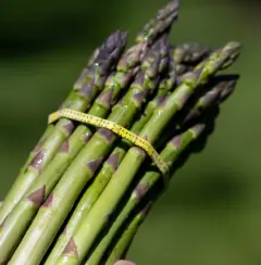 Our asparagus are on special!