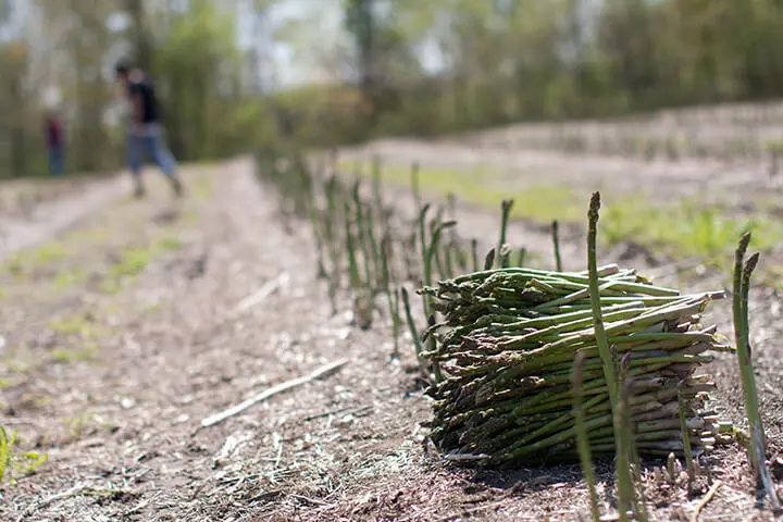 How does asparagus grows at Cultures de chez nous