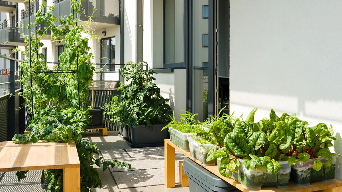Balcony or roof garden : urban gardening tips