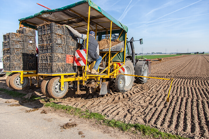 Un agriculteur plante des racines (griffes) d’asperges dans les champs