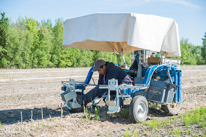 Un agriculteur récolte des asperges dans les champs des Cultures de chez nous