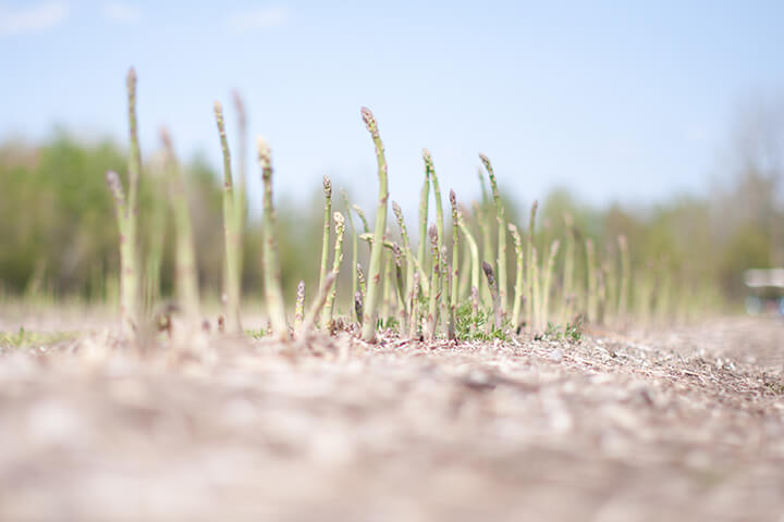 Asperges en attente d’être récoltées dans les champs des Cultures de chez nous