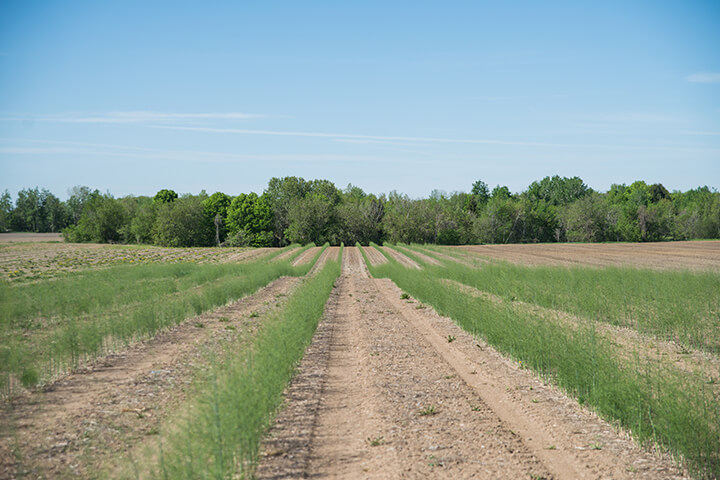 Asperges qui ont développé un feuillage magnifique après la récolte du légume