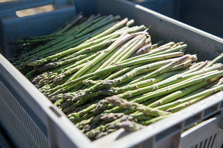 Asperges remplies de vitamines, de fibres alimentaires et de minéraux dans un bac de récolte