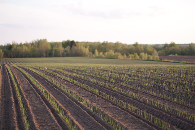 Champ de poireaux du Québec des Cultures de chez nous à Sainte-Brigitte-des-Saults