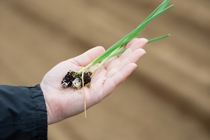 Pousses de poireaux prêtes à être plantées à la main dans les champs