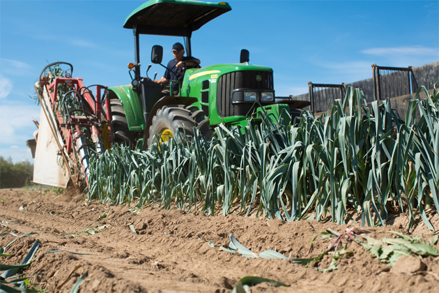 Un agriculteur récolte les poireaux dans les champs à l'aide de la machinerie spécialisée