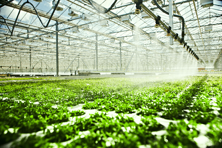Serre qui fait pousser des légumes au Québec pour pouvoir manger local toute l'année