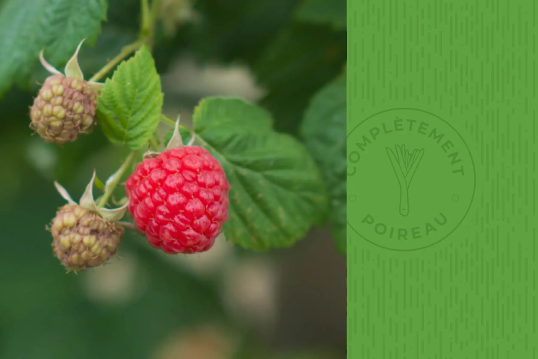 Pain aux framboises