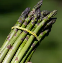 Nos asperges sont à prix réduit!